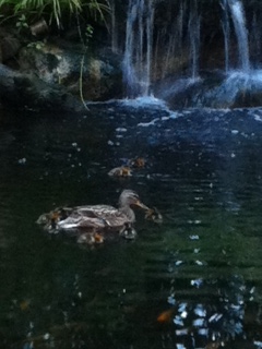 Ducks